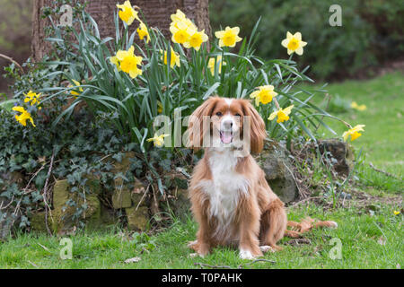 Gravesend, Kent, Vereinigtes Königreich. 21. März, 2019. Cockapoo Pip stellt neben einigen Frühling Narzissen in einem Park in Gravesend, Kent. Rob Powell/Alamy leben Nachrichten Stockfoto