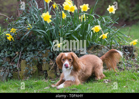 Gravesend, Kent, Vereinigtes Königreich. 21. März, 2019. Cockapoo Pip stellt neben einigen Frühling Narzissen in einem Park in Gravesend, Kent. Rob Powell/Alamy leben Nachrichten Stockfoto