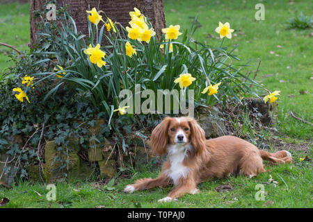 Gravesend, Kent, Vereinigtes Königreich. 21. März, 2019. Cockapoo Pip stellt neben einigen Frühling Narzissen in einem Park in Gravesend, Kent. Rob Powell/Alamy leben Nachrichten Stockfoto