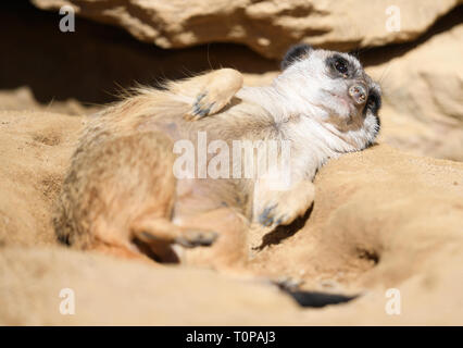 21. März 2019, Hessen, Frankfurt/Main: Ein erdmännchen liegt in der Sonne in seinem Gehege im Zoo Frankfurt. Foto: Arne Dedert/dpa Stockfoto