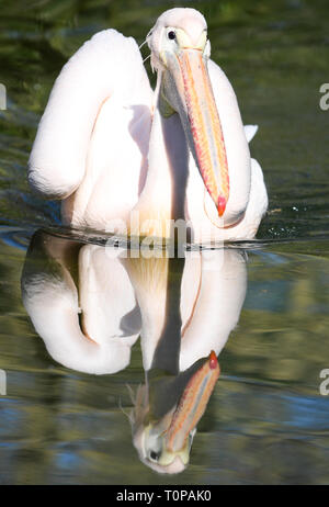 21. März 2019, Hessen, Frankfurt/Main: ein rosa Pelikan ist im Wasser des Frankfurter Zoos wider. Foto: Arne Dedert/dpa Stockfoto