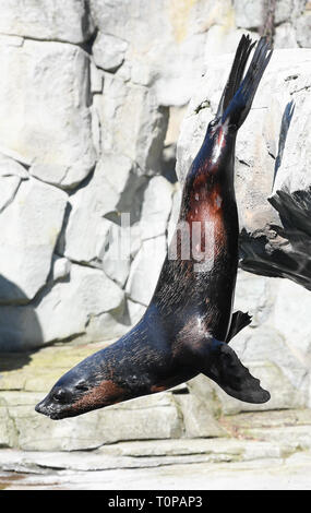 21. März 2019, Hessen, Frankfurt/Main: eine Dichtung springt von einer Klippe in einen Pool im Gehäuse des Frankfurter Zoos. Foto: Arne Dedert/dpa Stockfoto