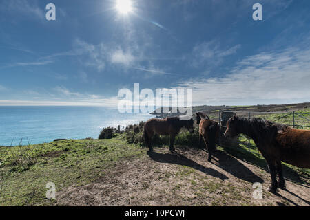 Treen, Cornwall, UK. 21 Mär, 2019. UK Wetter. Ponys grasen am Hang mit Blick auf das Meer bei Treen. Foto: Simon Maycock/Alamy leben Nachrichten Stockfoto