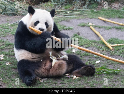 Berlin, Deutschland. 21 Mär, 2019. Panda mann Jiao Qing schmeckt es in seinem Zoo Gehäuse. Credit: Paul Zinken/dpa/Alamy leben Nachrichten Stockfoto