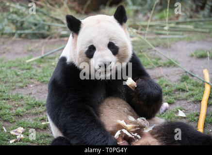 Berlin, Deutschland. 21 Mär, 2019. Panda mann Jiao Qing schmeckt es in seinem Zoo Gehäuse. Credit: Paul Zinken/dpa/Alamy leben Nachrichten Stockfoto