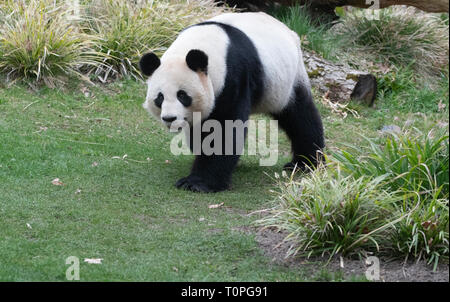 Berlin, Deutschland. 21 Mär, 2019. Panda mann Jiao Qing Spaziergänge durch seinen Zoo Gehäuse. Credit: Paul Zinken/dpa/Alamy leben Nachrichten Stockfoto