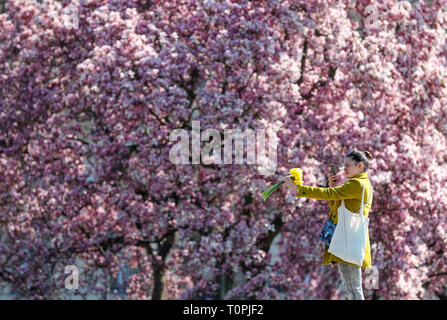 Zagreb, Kroatien. 21 Mär, 2019. Ein Mädchen nimmt Fotos vor der Blüte Magnolia Blumen an König Tomislav Platz in Zagreb, Kroatien, 21. März 2019. Credit: Sanjin Strukic/Xinhua/Alamy leben Nachrichten Stockfoto