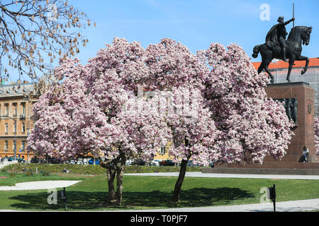 Zagreb, Kroatien. 21 Mär, 2019. Blühende Magnolia Blumen sind an König Tomislav Platz in Zagreb, Kroatien, März 21, 2019 gesehen. Credit: Sanjin Strukic/Xinhua/Alamy leben Nachrichten Stockfoto