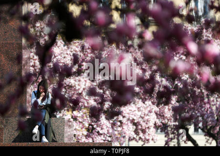 Zagreb, Kroatien. 21 Mär, 2019. Blühende Magnolia Blumen sind an König Tomislav Platz in Zagreb, Kroatien, März 21, 2019 gesehen. Credit: Sanjin Strukic/Xinhua/Alamy leben Nachrichten Stockfoto