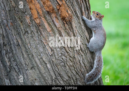 Ein graues Eichhörnchen klettert einen Baum in Greenwich Park, South London. Stockfoto