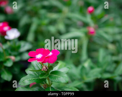 In der Nähe schöne rote Blüte impatiens auf grünen Garten Hintergrund Stockfoto