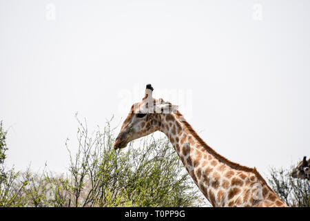Savuti und Chobe National Park, Botswana. September 2017 - in der Nähe von Giraffe, Kopf und Hals. Stockfoto