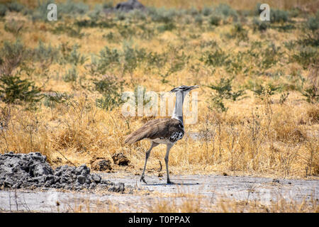 Savuti und Chobe National Park, Botswana. September 2017 - Kori Bustard zu Fuß auf dem Boden in der Savanne. Stockfoto