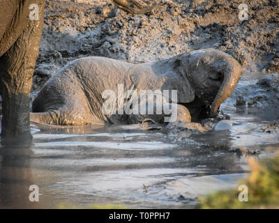 Savuti und Chobe National Park, Botswana. September 2017 - Baby Elephant Rollen in den Schlamm der Wasserstelle, um sich abzukühlen. Stockfoto