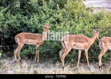 Savuti und Chobe National Park, Botswana. September 2017 - Impalas wandern vor einem Green Bush. Stockfoto