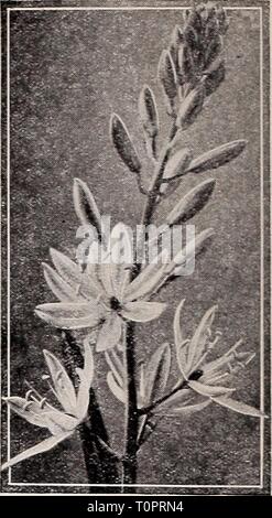 Dreer ist Herbst einpflanzen Leitfaden für Herbst einpflanzen Dreer's Guide für 1941 dreersautumnplan 1941 henr Jahr: 1941 St. Brigid Anemonen Brodiaea - einen Native unserer fernen Westen Camassia Leichtlini 3/oder 36 c Dreer Hardy Blumenzwiebeln, die Blüte im Frühling, Sommer & Herbst Hardy Glühbirnen zu unseren Gärten eine Fülle von bunten Blumen bringen. Alle von ihnen sind einfach zu wachsen und die Blüte im Frühjahr sind besonders willkommen. Obwohl sie sind klein, Sie wirklich schön sind. Zum Beispiel Iris reticulata, die uns begrüßt, kurz nachdem der letzte Schnee geschmolzen ist. Scillas und Hyazinthen con Stockfoto