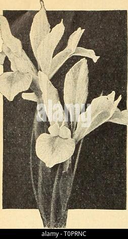 Dreer ist Herbst einpflanzen Leitfaden für Herbst einpflanzen Dreer's Guide für 1943 dreersautumnplan 1943 henr Jahr: 1943 Spanisch Spanisch Iris Iris Iris Xiphium A O diese Blüte eine Woche nach dem Niederländischen, die ähneln Sie thoueh die Fluß-ers sind nicht so groß. 40-5 J5 Cajanus. Larfie Kanariengelb - von einem großen orangefarbenen Fleck verbessert. 40-576 König des Blues. Blau. 40-517 König der Weißweine. Ein sehr Tine weiß Auswahl erlesener Schönheit. 40-578 Königin Emma. Riesige Blüten von glitzernden reine Tiefe yel-niedrig. Jede Kachel oben: 3 für 20c, 12 für 75; 25 Für? 1.2S. Spanisch Iris Sammlungen dazu gehören alle vier Stockfoto