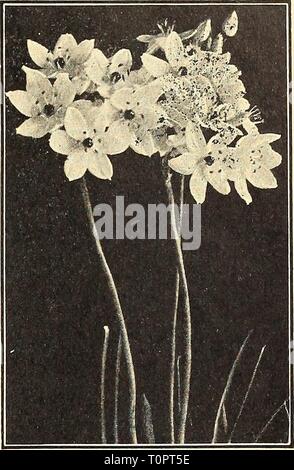 Dreer ist Herbst 1945 Pflanzung guide Stockfoto