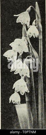 Dreer ist Herbst Katalog 1931 (1931) Dreer ist Herbst Katalog 1931 dreersautumncata 1931 henr Jahr: 1931 Dreer die verbesserte Reinheit Freesien Leucojum vernum Leucojum vernum (Märzenbecher) ziemlich Knollenpflanzen verbündet mit dem Schneeglöckchen, sondern viel stärker und mutiger Gewohnheit wachsen - ing in reichen Boden von 1 bis 2 Fuß hoch, und das Produzieren von Frei schöne große weiße Blumen deutlich mit grünen gekippt. Einmal gepflanzt, die Sie sich um sich selbst kümmern. Splendid für Rock Gardens. 85 cts. Pro dtz.; $ 6,00 pro 100; $ 50.00 pro 1000. Neue ixias Freesien für Ältere riesige weiße 1931. Die reinsten weißen Freesien überhaupt Ich Stockfoto