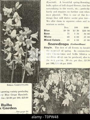 Dreer ist Herbst Katalog 1930 (1930) Dreer ist Herbst Katalog 1930 dreersautumncata 1930 henr Jahr: 1930 Ranunculus Diese schönen Blumenzwiebeln Freude an einem kühlen, feuchten Atmosphäre, und wird besondere Sorgfalt bei der Kultivierung zurückzuzahlen. Die neugierigen Zahn - wie Glühbirne kann aus dem Boden ohne Verletzungen für eine lange Zeit gehalten werden, und wenn im Frühjahr in einem kühlen, schattigen Lage wird im Allgemeinen zufriedenstellende Ergebnisse. Sie sind auch wünschenswert für Topf Kultur und für wachsen - in Frames im Frühjahr ing. Auch geeignet für Steingärten in milden Klimas. Doppelzimmer mit Französischen Hybriden. Eine herrliche Mischung, in der alle Bri Stockfoto