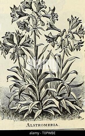 Dreer ist Herbst Katalog 1905 (1905) Dreer ist Herbst Katalog 1905 dreersautumncata 1905 henr Jahr: 1905 Allium Neapolitanum Agapanthus. Ein ^ IARYLLIS (Hippeastrum). Herrliche Blumenzwiebeln geeignet für Grün-oom, oder den Garten Anbau. Sie Id in Töpfen angebaut werden, durchlässige, eine Erde, die aus zwei Teilen Lehm, ne Teils gründlich zerfallen Gülle und einem halben Teil Sand. Goldmedaille Hybriden. Dieses prächtige slrain wurde durch ein Spezialist in Kalifornien entwickelt und hat den Ruf, die Schönsten in Existenz; die Blüten sind von enormer Größe, während für den Bereich der Farbe, die Sie wirklich matchl sind Stockfoto