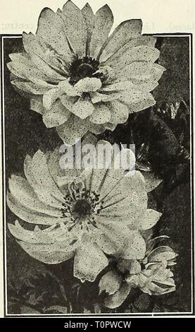 Dreer ist Herbst Katalog 1927 (1927) Dreer ist Herbst Katalog 1927 dreersautumncata 1927 henr Jahr: 1927 Stockfoto