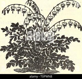 Dreer ist Herbst 1902 Katalog (1902) Dreer ist Herbst 1902 Katalog dreersautumn 19021902 henr Jahr: 1902 Doz. Blueand Pur-ple 0 $ 10 Gestreift und bunt. 10 Weiß 10 gemischt. Alle Farben 10 100. 0 $ 40 $ 3 50 40 40 50 50 35 3 00 riesige Cyclamen. Herbst BLUME-ING CROCUS. Colchicum autumnale (Herbstzeitlose). Sehr wirkungsvoll und Hand - einige winterharte Pflanzen, deren Blumen kommen durch den Boden ohne die Blätter im Herbst, die Blätter erscheinen im folgenden Frühling. Die Blüten enthalten viele Schattierungen von Weiß, Lila, Rosa, gestreift, usw. 5 cis. Jedes; 50 cts. Pro dtz.; 3,50 $ pro 100. Colchicum Stockfoto