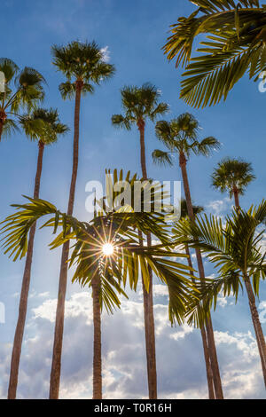 Sun burst obwohl Palmen vor blauem Himmel entlang der Tampa Riverwalk in Tampa Florida in den Vereinigten Staaten Stockfoto