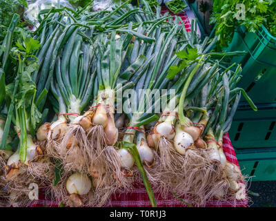 Nahaufnahme von Bündel, greenonions bei Farmers Market in Sarasota Florida Stockfoto