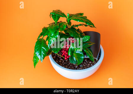 Kaffeepflanze in weißen Topf auf orangefarbenem Hintergrund Stockfoto