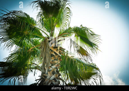 Oben in der Palme unter der blauen Sonne. Stockfoto