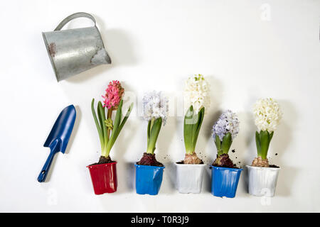 Mehrfarbige Hyazinthen in Kunststoff Töpfe für Pflanzen liegen auf einem Holztisch Stockfoto