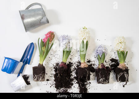 Nahaufnahme von hyazinthen mit gefüllten Blüten, die Glühbirne und Wurzeln, auf weißem Hintergrund. Stockfoto