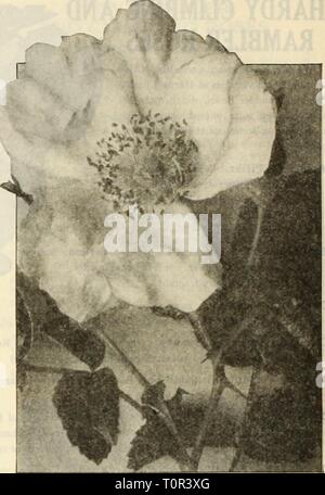 Dreer ist Herbst Katalog 1925 (1925) Dreer ist Herbst Katalog 1925 dreersautumncata 1925 henr Jahr: 1925 60/flEHRXAlMtEER.^ auswählen - TV. Betriebssysteme> HlMPEIiPMIk neue Hybrid Rugosa Rose F.J. Grootenderst Dies ist eine neue Art der Rose, die ordnungsgemäß eine Rugosa Baby Rambler, es sein ein Kreuz zwischen Rugosa und die Crimson Baby Rambler. Stellen Sie sich einen Strauch Rugosa Rose bedeckt mit Traversen von crimson Baby Rambler Rosen, und Sie werden einen fairen Konzeption dieser neuen Hybridsorte haben. Es ist nicht eine Rose, die sie in mit yqjir Bett von Hybrid-Tea oder Hybrid Perpetual Rosen zu pflanzen, ist aber valua Stockfoto