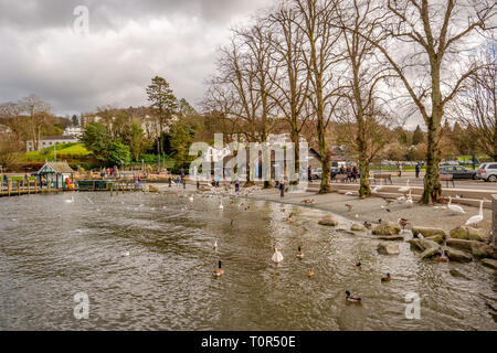 Schwäne, Gänse und Enten auf Windermere Lake Shore Stockfoto