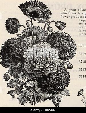 Dreer's Garten Buch 1906 Dreer's Garten Buch: 1906 dreersgardenbook 1906 henr Jahr: 1906 90 HENRTADREER - PHIIAKLPHIAW ZUVERLÄSSIGE BLUMEN SAMEN Mohn. Ein großer Fortschritt Lias in den letzten Jahren im IHE-Entwicklung der Mohn, gebracht hat Es inlo verdiente Popularität gemacht worden, und es kann sicher sein, dass keine andere Blume produziert eine weitere brdliant Anzeige der Farbe während der Blütezeit. Jährliche Mohn sollten so früh wie möglich im Frühjahr, wo Sie sind, zu bleiben, da sie nicht umpflanzen stand gesät werden. Leistungsbeschreibung sehr dünn, aber kaum für die Samen. Drücken Sie sie fest nach unten, und Sie wil Stockfoto