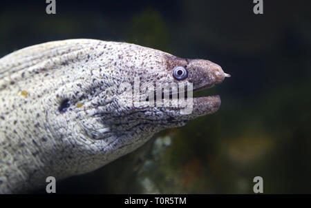 Nahaufnahme eines mediterranen Moray (muraena Helena) Stockfoto