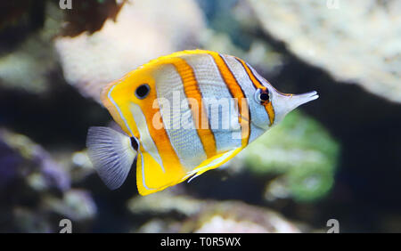 Nahaufnahme eines Falterfische (Chelmon rostratus) Stockfoto