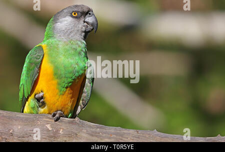 Nahaufnahme eines Senegal Papagei (Poicephalus senegalus) Stockfoto