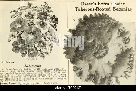 Die komplette Dreer Großhandel Preisliste Dreer die komplette Preisliste Großhandel für Floristen: Winter Frühling Sommer 1936 dreerscompletewh 1936 henr Jahr: 1936 HENRY A. DREER zwiebeln und -knollen GROSSHANDELSLISTE Dreer*s Extra Wahl Tuberous-Rooted Begonien Achimenes Achimenes eine Pflanze cjcsely verbündet mit dem Gloxinia, die gut unter ähnlichen Anbau gelingen. Achimenes sind in kleinen Knollen oder Rhizomen, und für den besten Effekt drei oder mehr in einen Topf gepflanzt werden. Sie fahren fort, in der Ho-r er für einen Zeitraum von 8 bis 10 Wochen. Wir bieten sechs verschiedene Sorten mit Blüten in durchschnittlich 114 Stockfoto