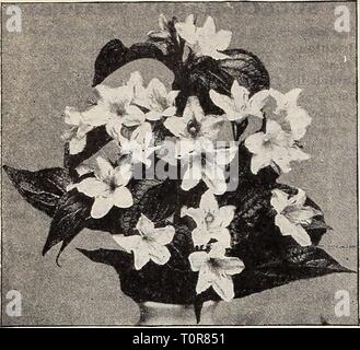 Dreer ist Herbst Katalog 1906 (1906) Dreer ist Herbst Katalog 1906 dreersautumncata 1906 henr Jahr: 1906 46 Henry A. Dreer, Philadelptiia, Pa V1 IGELIA Cornus Florida [weiß blühende Hartriegel). 50 cts. Jedes; $ 5,00 pro Doz. Twigged sanguinea (Roter Hartriegel). Sericea. Corymbs von weißen Blumen im Frühling. Desmodiiini Peiidulifloriim. Leuchtend rosa; September. Deiitzia Candidissinia Plena. Weiss: Mai. Creiiatix fl. pi. Wliite, getönt mit Rosa. Griech. Pare weiß. Griech. Rosea. Weiß, getönte mit Rosa. Lenioinei. Sehr große rein weißen Blüten. Stolz der Uochester. Weiss; Kann. Sca Stockfoto