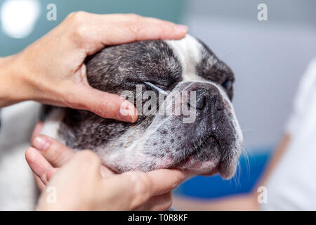 Tierarzt Augenarzt einen checkup Eye Exam zu einem Hund Stockfoto