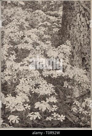 Dreer's 1910 Herbst Katalog (1910) Dreer's 1910 Herbst Katalog 1910 Herbst 1910 dreers henr Jahr: 1910 Papavbk NrntCArLP (Irland Mohnblumen'!. Phlox maculata Can/d-nsis. PETASIXES. Htliotmpe Fragrans (Winter). Wächst ungefähr 1 Fuß hoch, und produziert, häufig bereits Mitte März, zahlrei-Spitzen von stark Heliotrop - duftende Blumen. Eine exzellente Anlage für niedrige, feuchten Boden. PLATYCODON. (Ballon Blume, oder Japanischen Glocke - Blume.) Die Platvcodons Form ordentlich verzweigten Büsche von aufrechter Wuchs, die eine kontinuierliche Abfolge von Blüten von Juni bis Oc-tober. Qrandiflorum. Dee Stockfoto