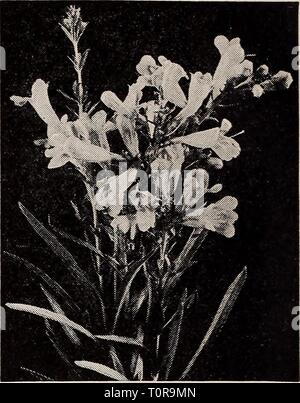 Qualität Samen pflanzen Lampen Dreer Dreer Qualität Samen pflanzen Lampen dreerqualityseed 1939 henr Jahr: 1939 i^uuuie Pfingstrose Phlox maculata canadensis Pentstemon heterophyllus, Blau Gem wunderschöne Doppel Päonien Pfingstrosen unverzichtbar sind. Sie bringen den Frühling Garten Massen von großen auffälligen Blüten auf starken Stielen durchgeführt. Die Ziffern hinter den Namen sind die offiziellen Bewertungen. 3-4 ft. 17-436 Lawine (8,7). Einer der besten weißen Pfingstrosen. Spät und eine reich blühende Pflanze. Eine sehr feine Schnittblume. 17-641 Edulis Superba (7.6). Eine herrliche frühen Pink wertvoll für Garten Anzeige und Schneiden. 17-4 Stockfoto