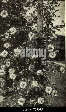 Dreer ist Herbst Katalog 1928 (1928) Dreer ist Herbst Katalog 1928 dreersautumncata 1928 henr Jahr: 1928 Klettern Amerikanischen. auty Rose neuer Kletterrose, Emily Grau Meerjungfrau. Schöne große Single cremig weiße Blüten, 3 bis 4 Zoll im Durchmesser. Eine sehr attraktive und mehr oder weniger ewigen blühende Sorte. Eine herrliche Säule Rose, aber nicht zuverlässig winterhart in dieser Breite. Es erfordert eine sorgfältige Winter Schutz. Mme. Jenny. Avery stark wachsende Kletterpflanze mit großen, gesunden Krankheit - Widerstand gegen Laub mit Blumen ca. 5 cm und mehr Durchmesser in Clustern von jeweils 5 bis 7 Blüten getragen; Stockfoto
