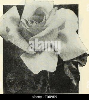 Dreer ist Herbst Katalog 1929 (1929) Dreer ist Herbst Katalog 1929 dreersautumncata 1929 henr Jahr: 1929 Neue Hybrid-Tea Rose, Doris Tr.yl Preis - Jede der vorgenannten, außer in Fällen, in denen starke zwei-jährige Dormant Pflanzen, $ 1.00, $ 11,00 pro Doz. Preise auf schlafenden Pflanzen umfassen die Lieferung an jedem Postamt in den US $ 90,00 pro 100. Stockfoto