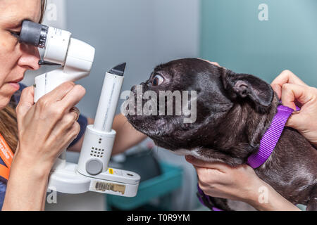 Tierarzt Augenarzt einen checkup Eye Exam zu einem Hund Stockfoto