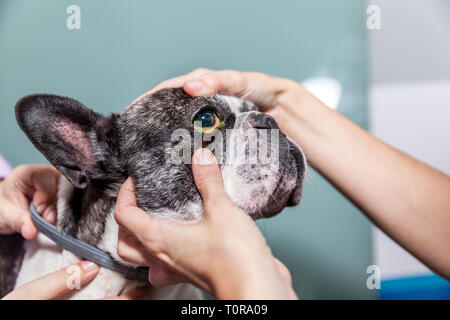 Tierarzt Augenarzt einen checkup Eye Exam zu einem Hund Stockfoto