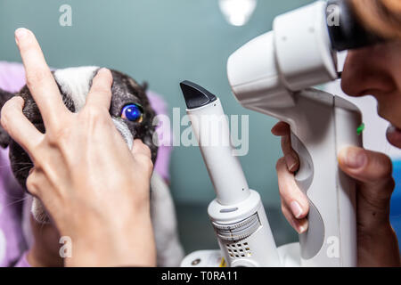 Tierarzt Augenarzt einen checkup Eye Exam zu einem Hund Stockfoto