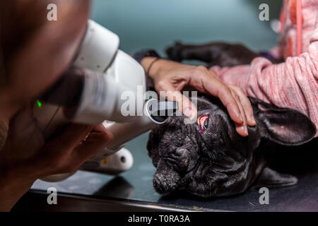 Tierarzt Augenarzt einen checkup Eye Exam zu einem Hund Stockfoto